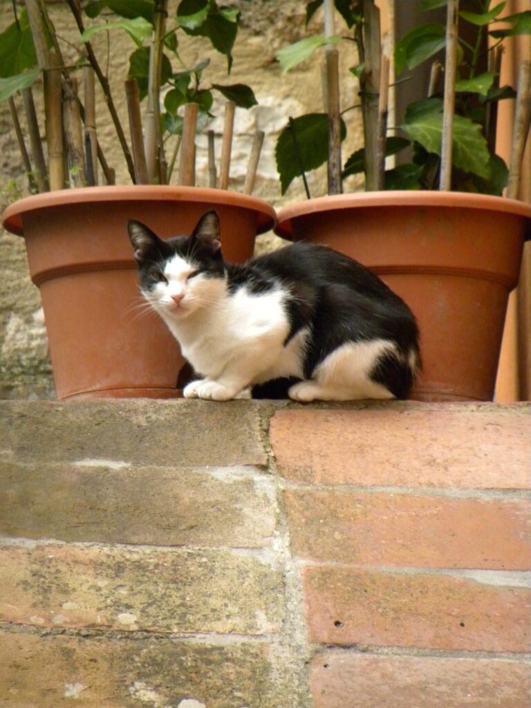 cat at Colle di Val d'Elsa