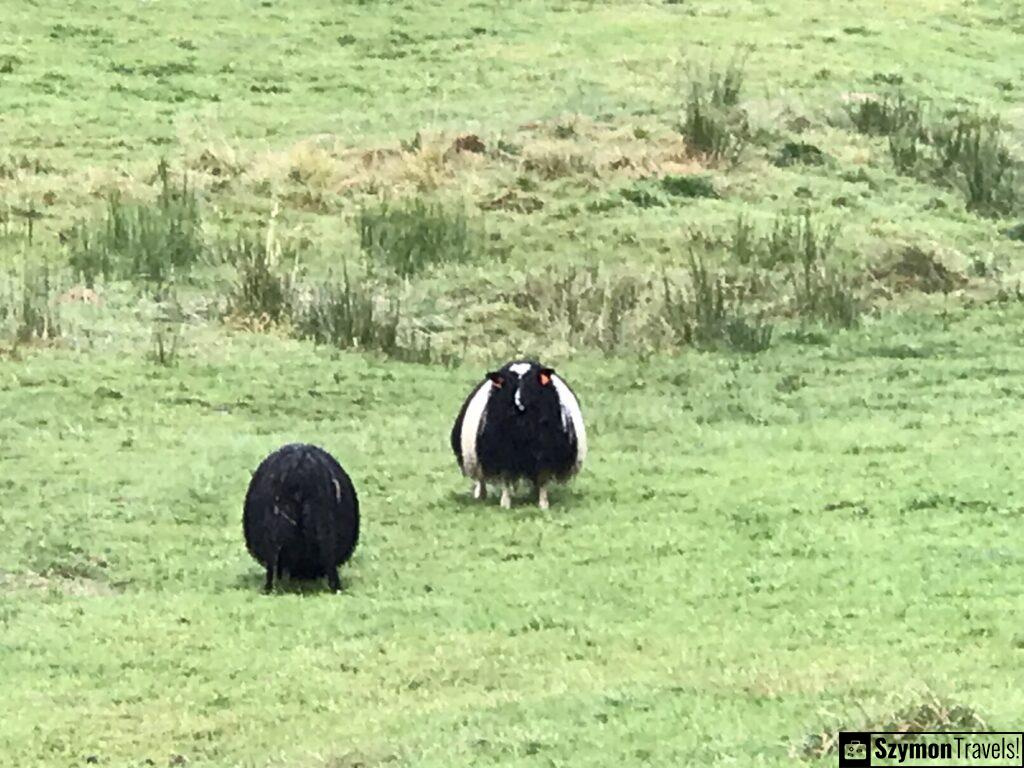 Sheeps of Strusshamn