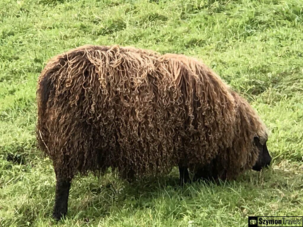 Sheep of Strusshamn