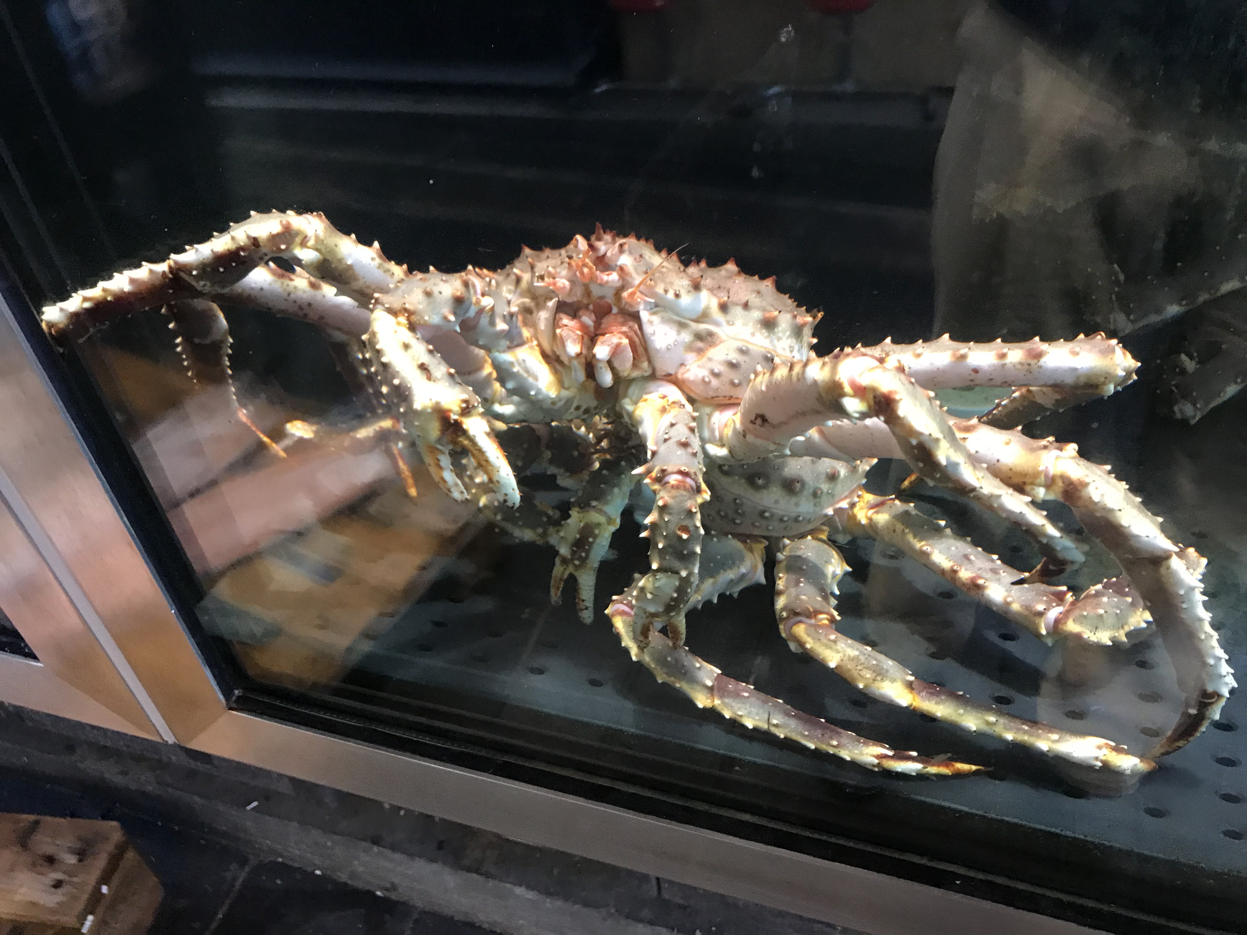 Krab królewski na targu rybnym Duży krab królewski za szybą akwarium w Bergen