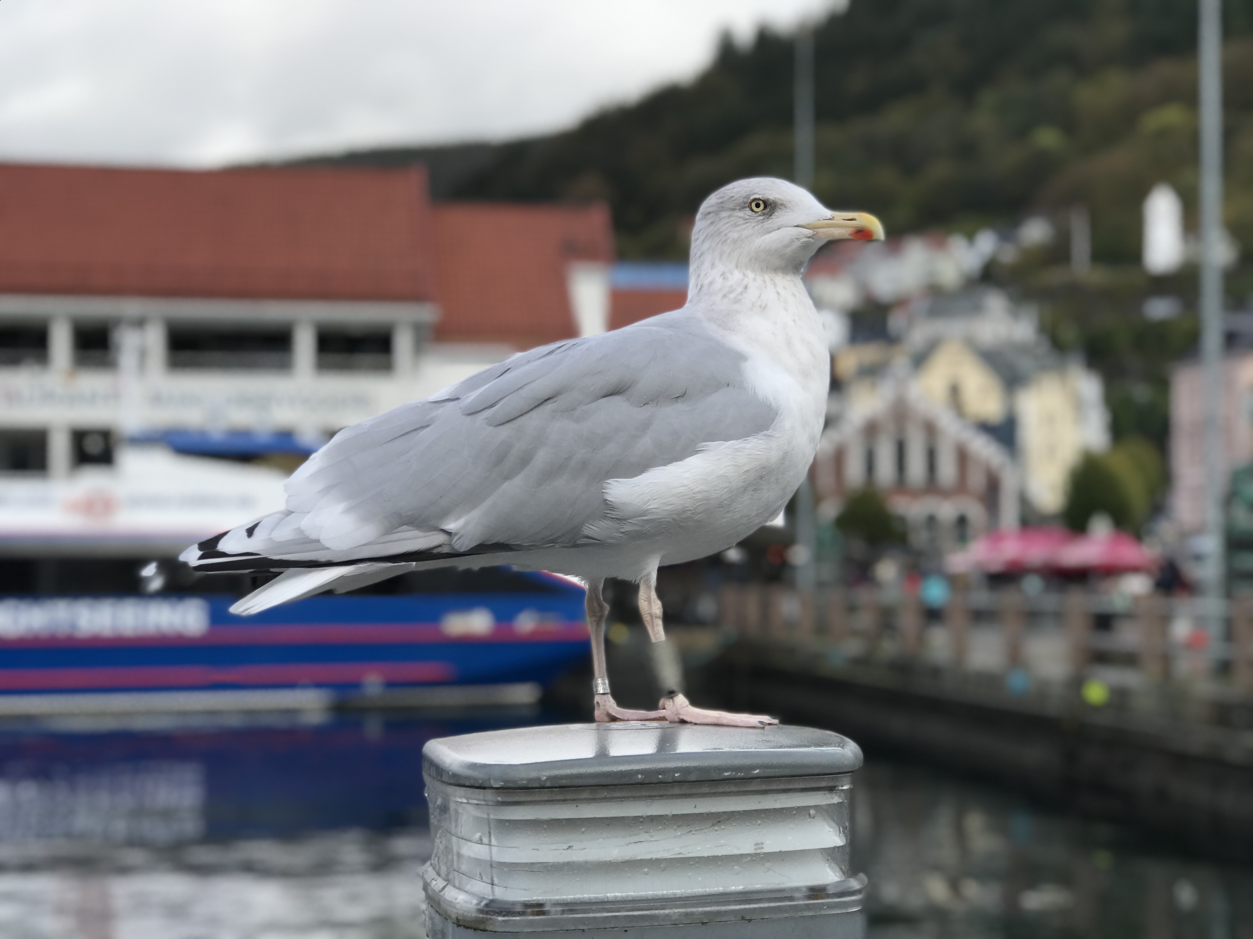 Mewa w porcie w Bergen Mewa siedząca przy nabrzeżu w Bergen na tle portu