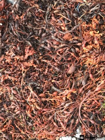 Algi na Sotra Algi na Sotra