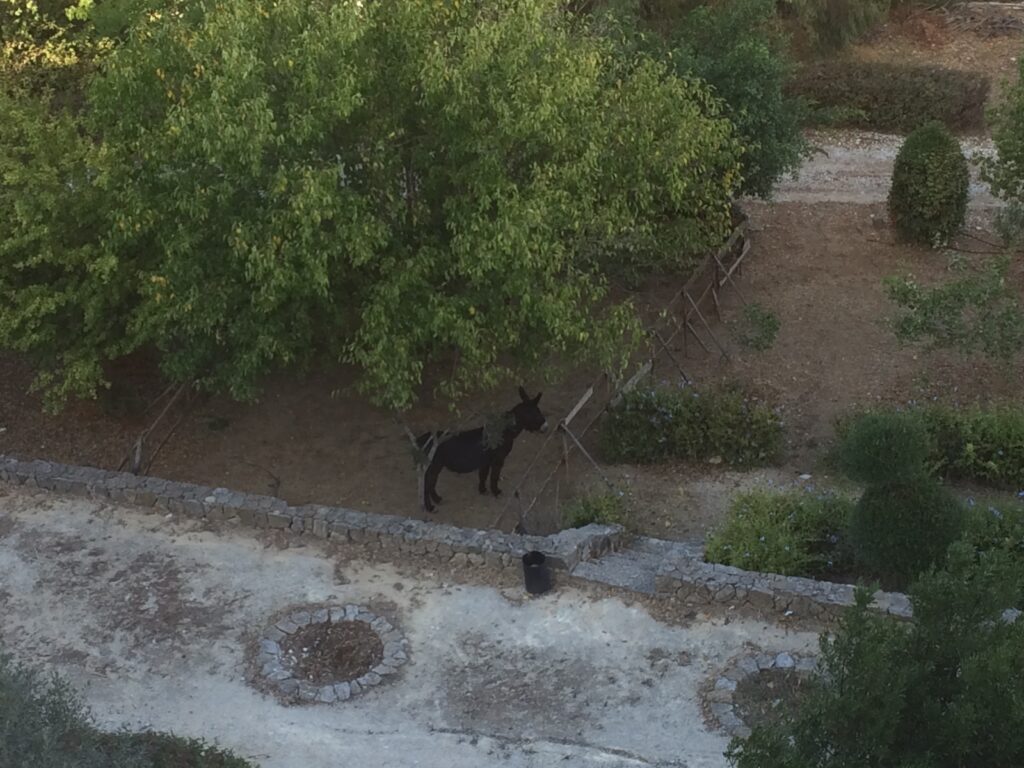 Donkey in Alcamo