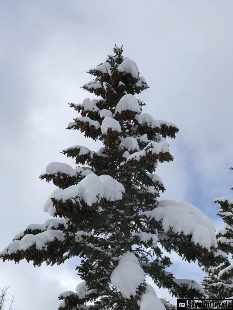 Snow on tree in V?ringsfoss