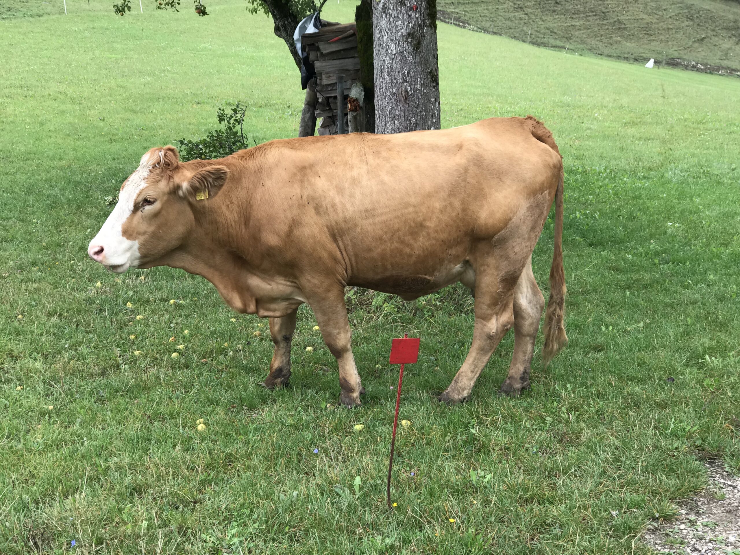 Krowa na pastwisku przy Koglerhof Jasnobrązowy byk stojąca na zielonym pastwisku w okolicy Ternberg, przy drzewie i drewnianej budce.
