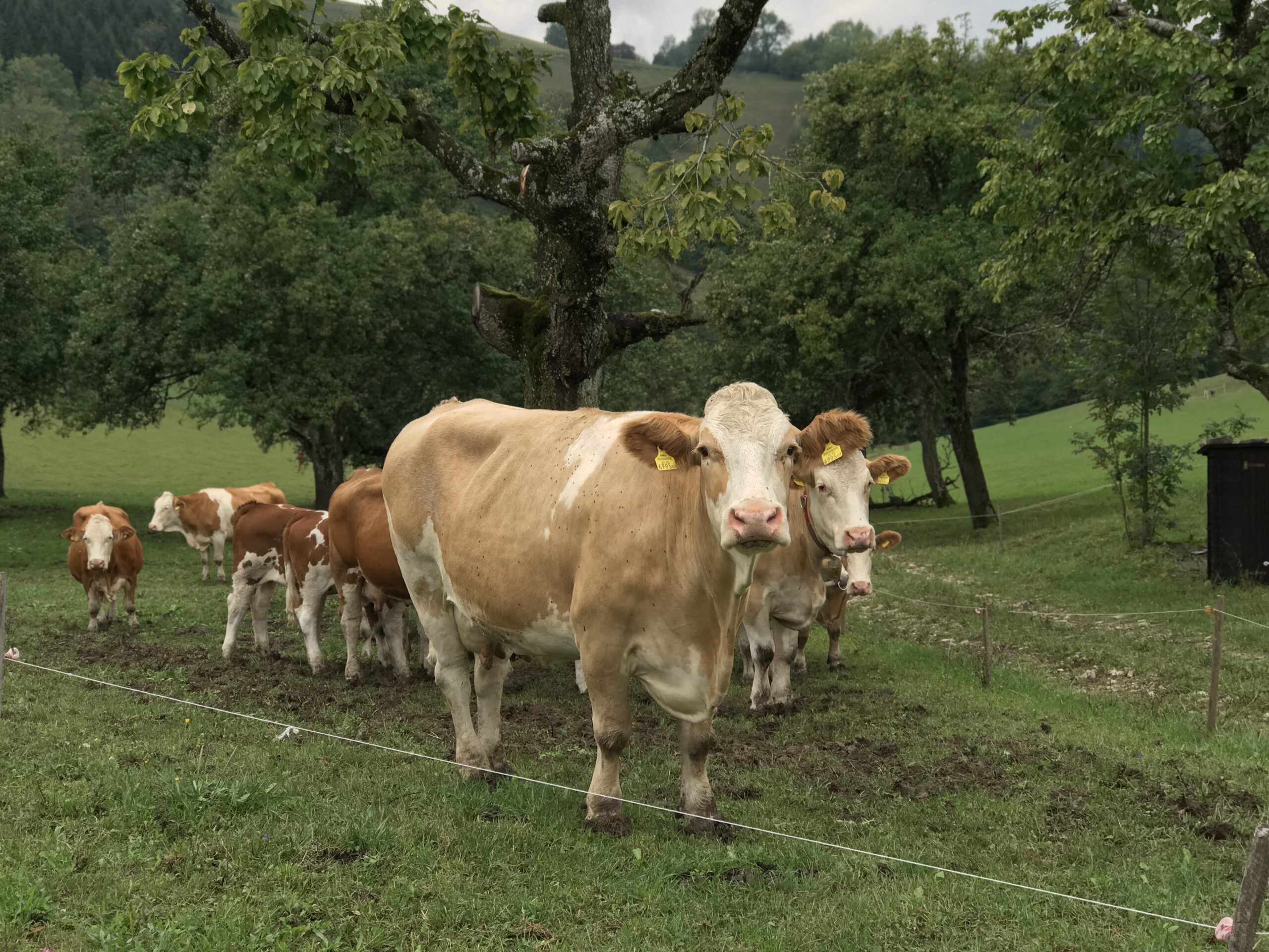 Stado krów przy Koglerhof w Ternberg Stado krów na zielonym pastwisku pod drzewami w okolicy Koglerhof w Ternberg.