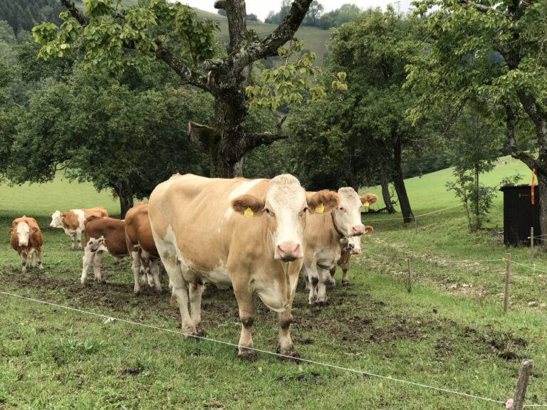 Ternberg Austria – praktyczny przewodnik