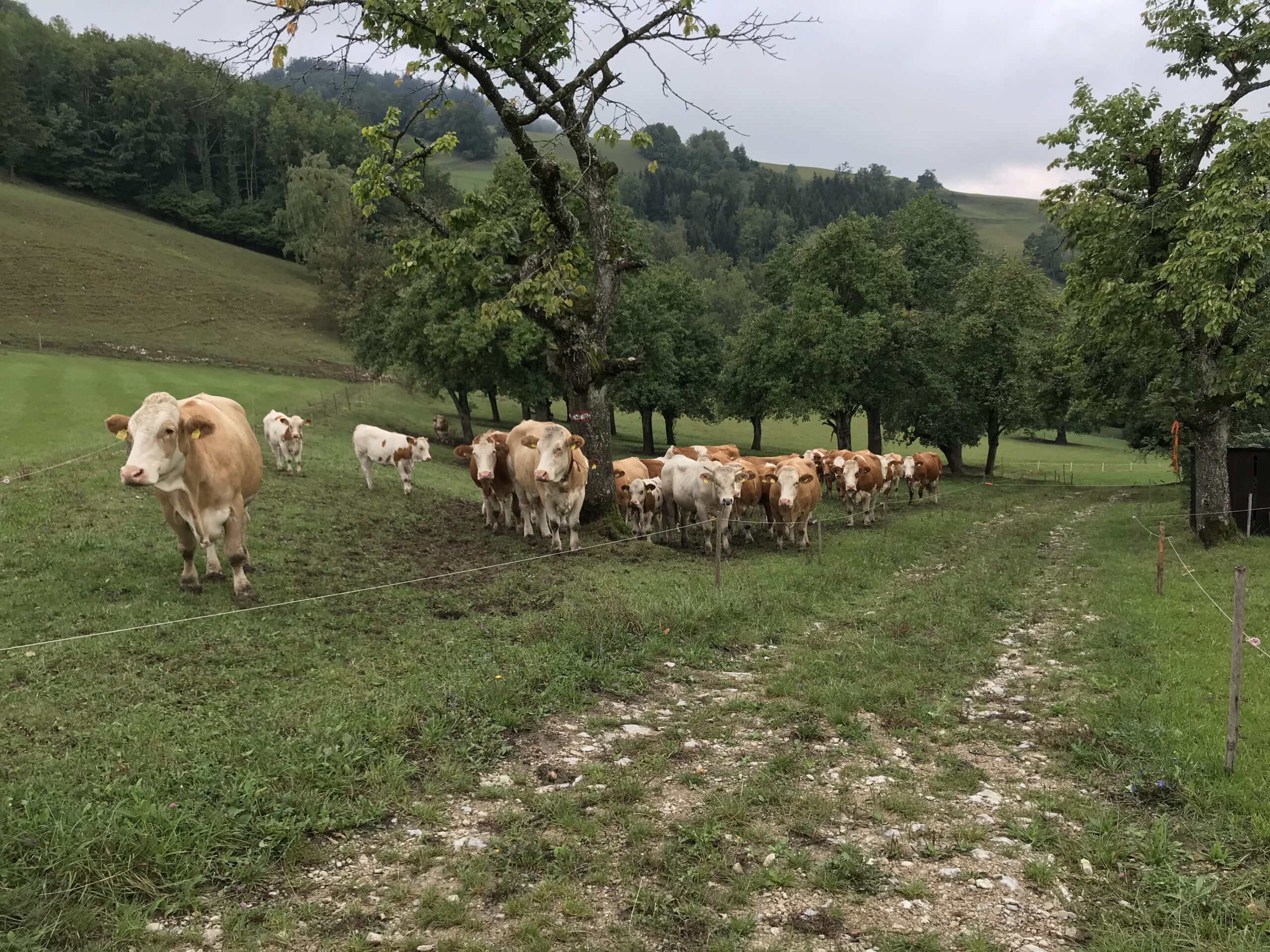 Pastwisko z krowami w Górnej Austrii Stado krów na pochyłym pastwisku przy polnej drodze, z drzewami i wzgórzami w okolicy Ternberg.