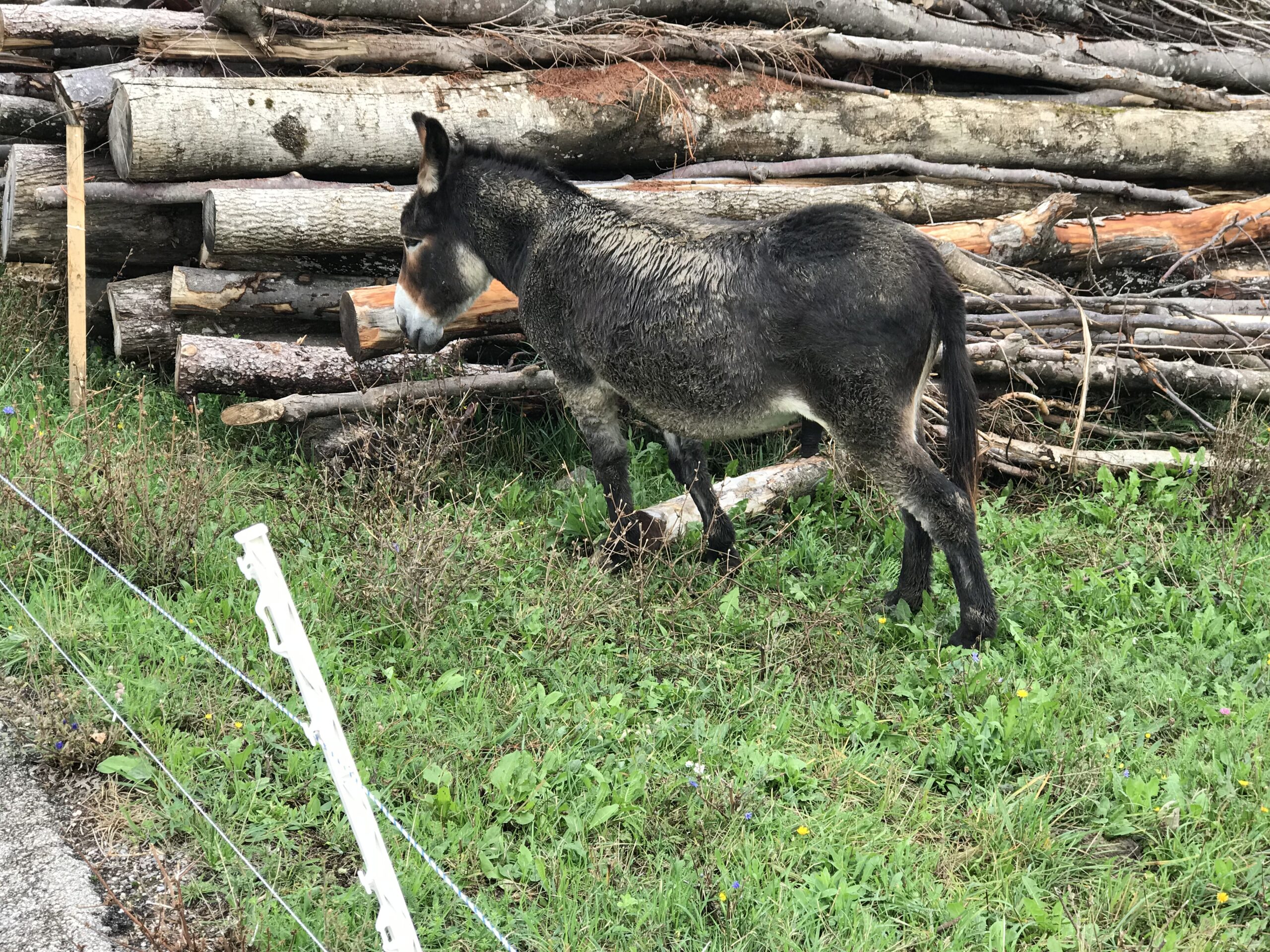 Osioł przy Koglerhof w Ternberg Ciemny osioł stojący przy stosie drewna i ogrodzeniu w okolicy Koglerhof w Ternberg.