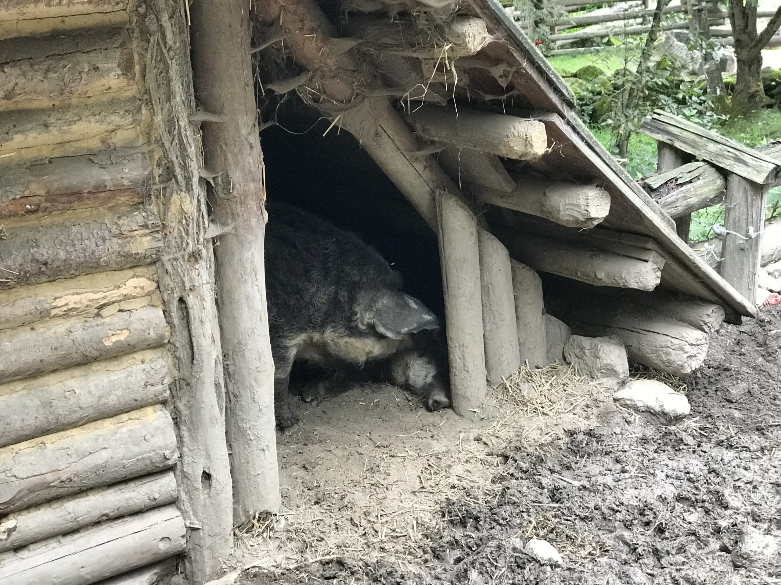 Świnia w zagrodzie w Ötzi-Dorf Świnia w drewnianej zagrodzie w Ötzi-Dorf w Umhausen, przy rekonstrukcji dawnej zabudowy.