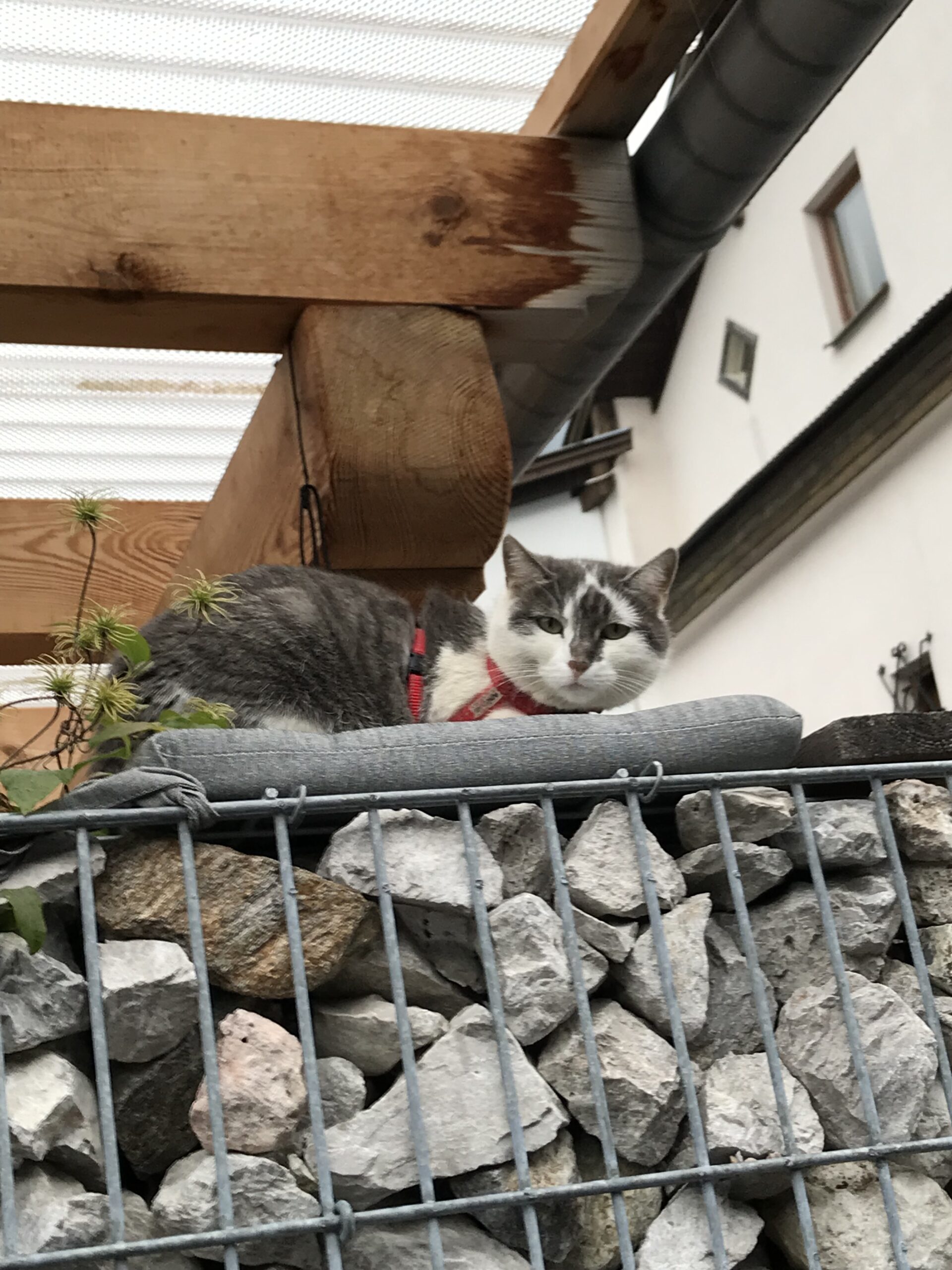 Kot na murku w Umhausen Szaro-biały kot w czerwonych szelkach leżący na poduszce na kamiennym murku w Umhausen.