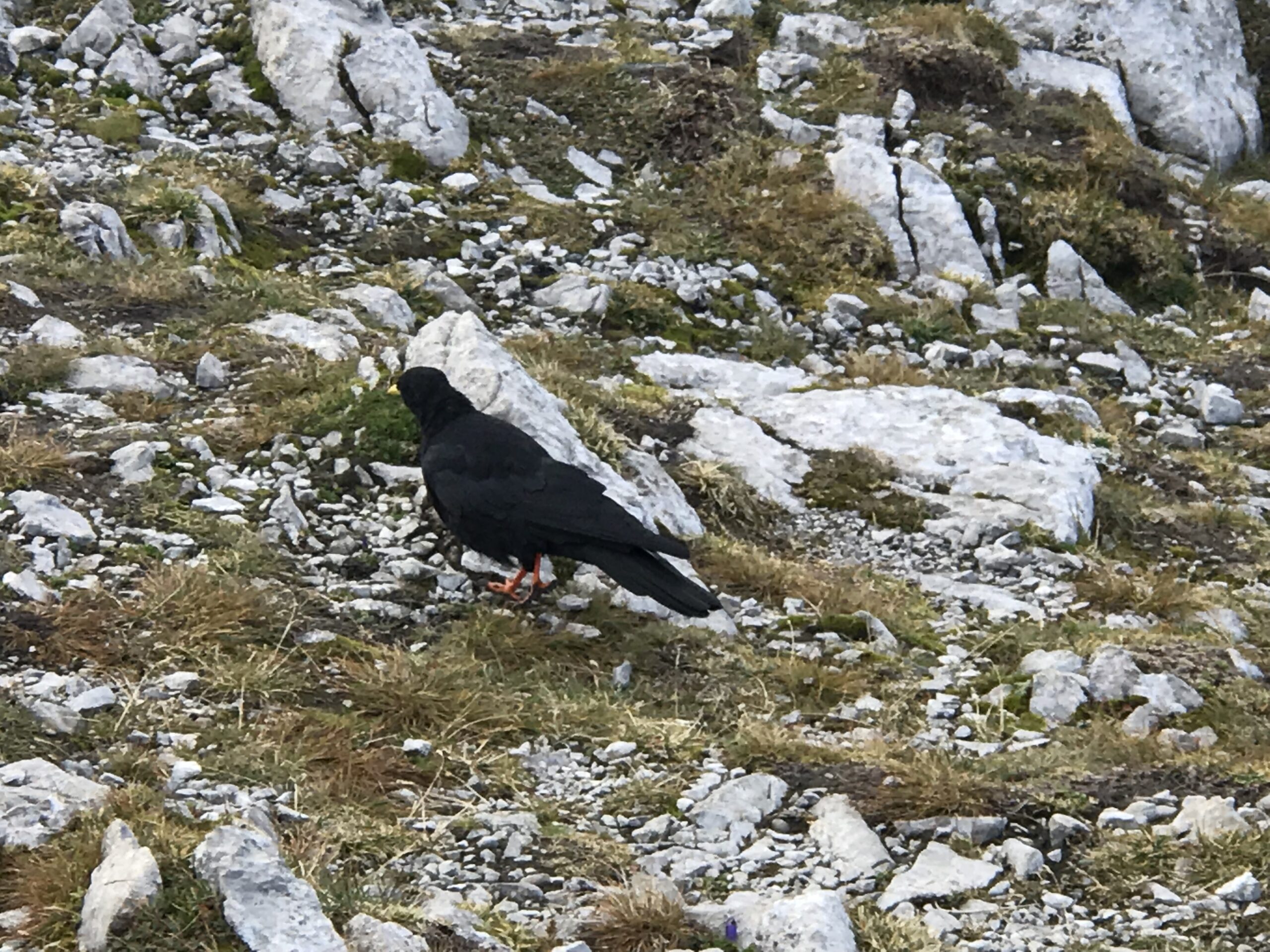 Wieszczek alpejski na Nordkette Wieszczek alpejski, czarny ptak z czerwonymi nogami, stojący na kamienistym zboczu Nordkette