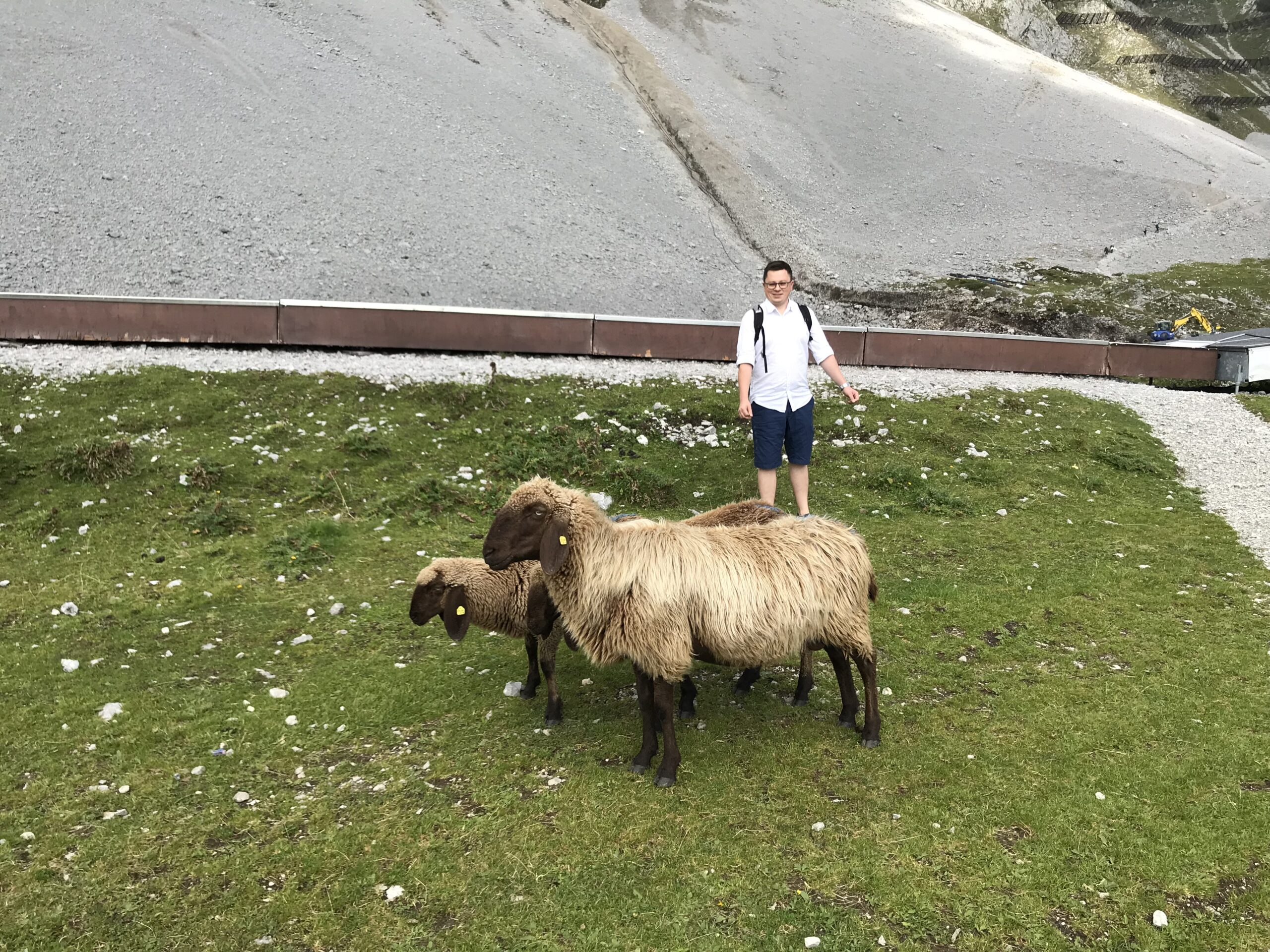 Szymon i owce na Nordkette Szymon stojący obok owiec pasących się na zielonym zboczu Nordkette nad Innsbruckiem