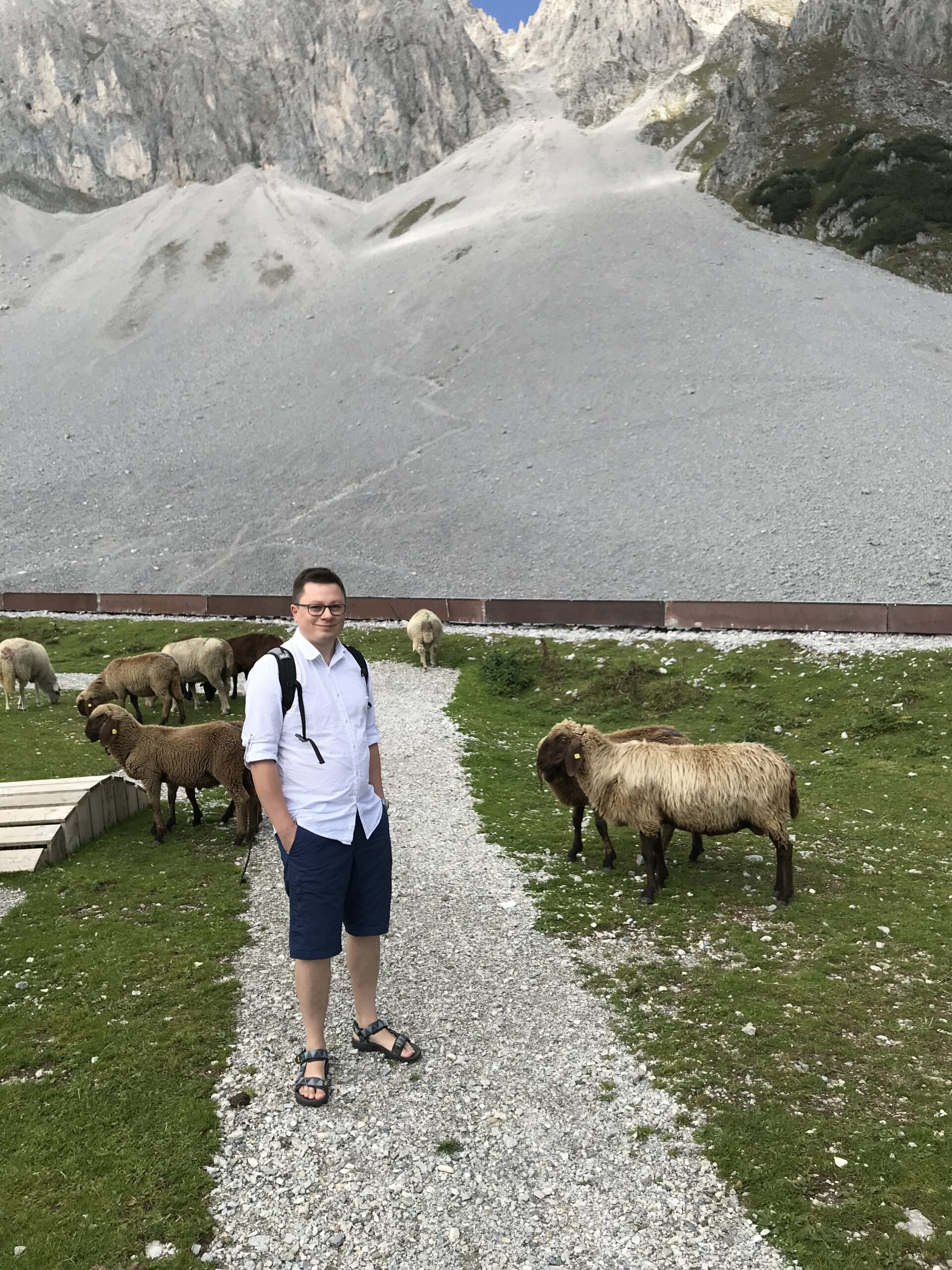 Owce i skalne zbocze na Nordkette Szymon na ścieżce Nordkette wśród pasących się owiec, z jasnym skalnym zboczem w tle