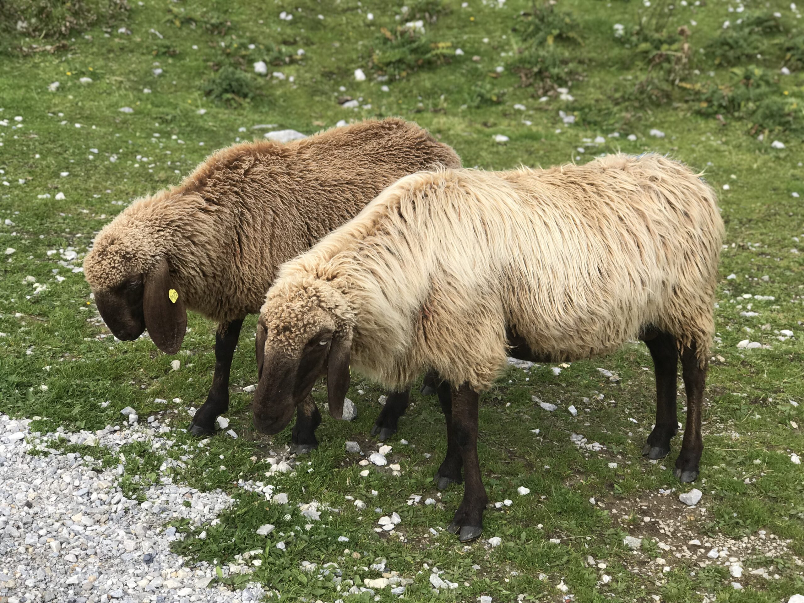 Owce na zboczu Nordkette Dwie owce o jasnym i brązowym runie pasące się na zielonym zboczu Nordkette nad Innsbruckiem