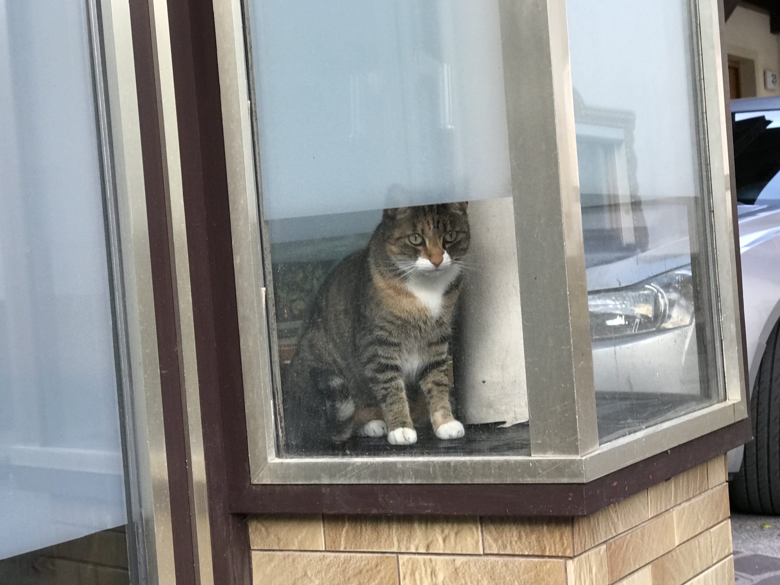 Kot za szybą w Umhausen Kot siedzący za szybą okna w Umhausen, patrzący na ulicę.