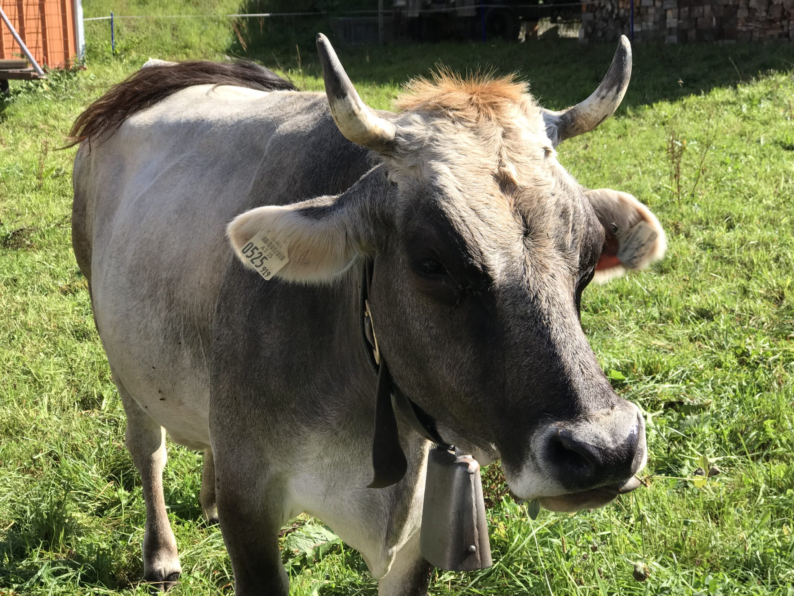Alpejska krowa z dzwonkiem w Umhausen Alpejska krowa z dzwonkiem na szyi stojąca na zielonej łące w Umhausen.