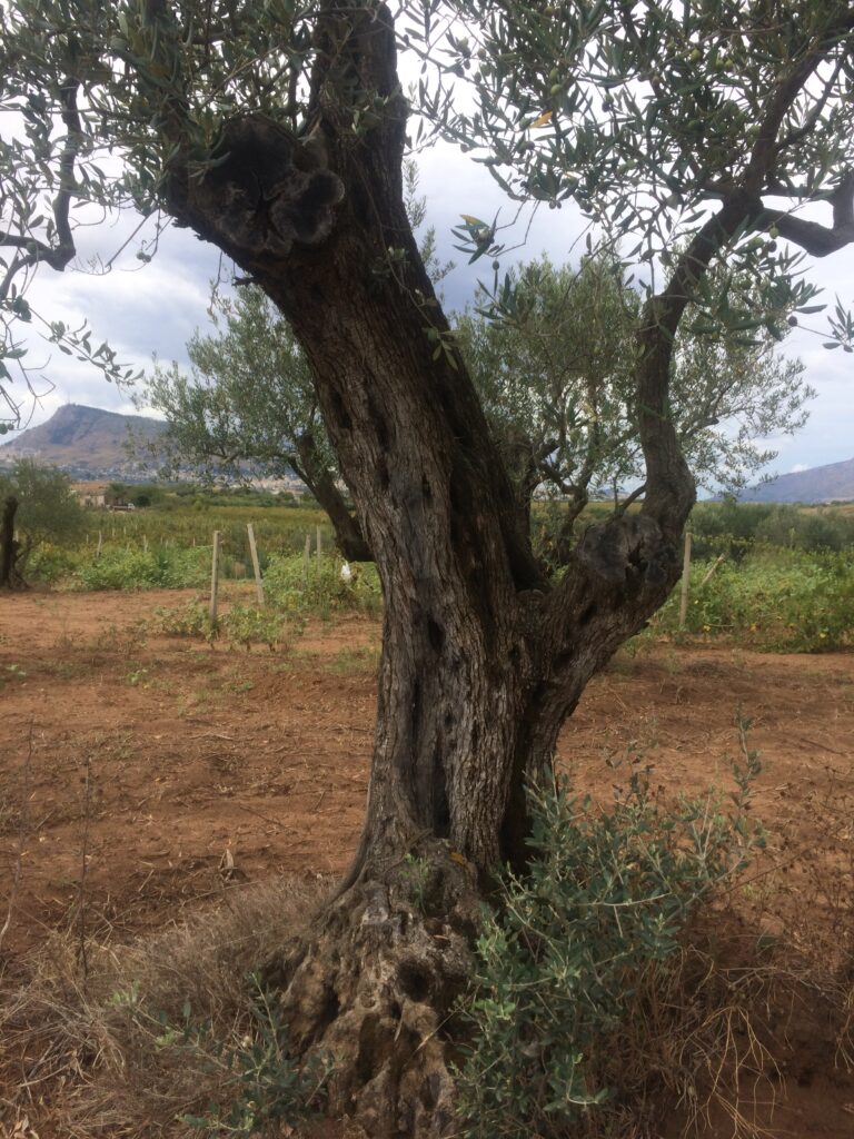 Partinico Olive Tree