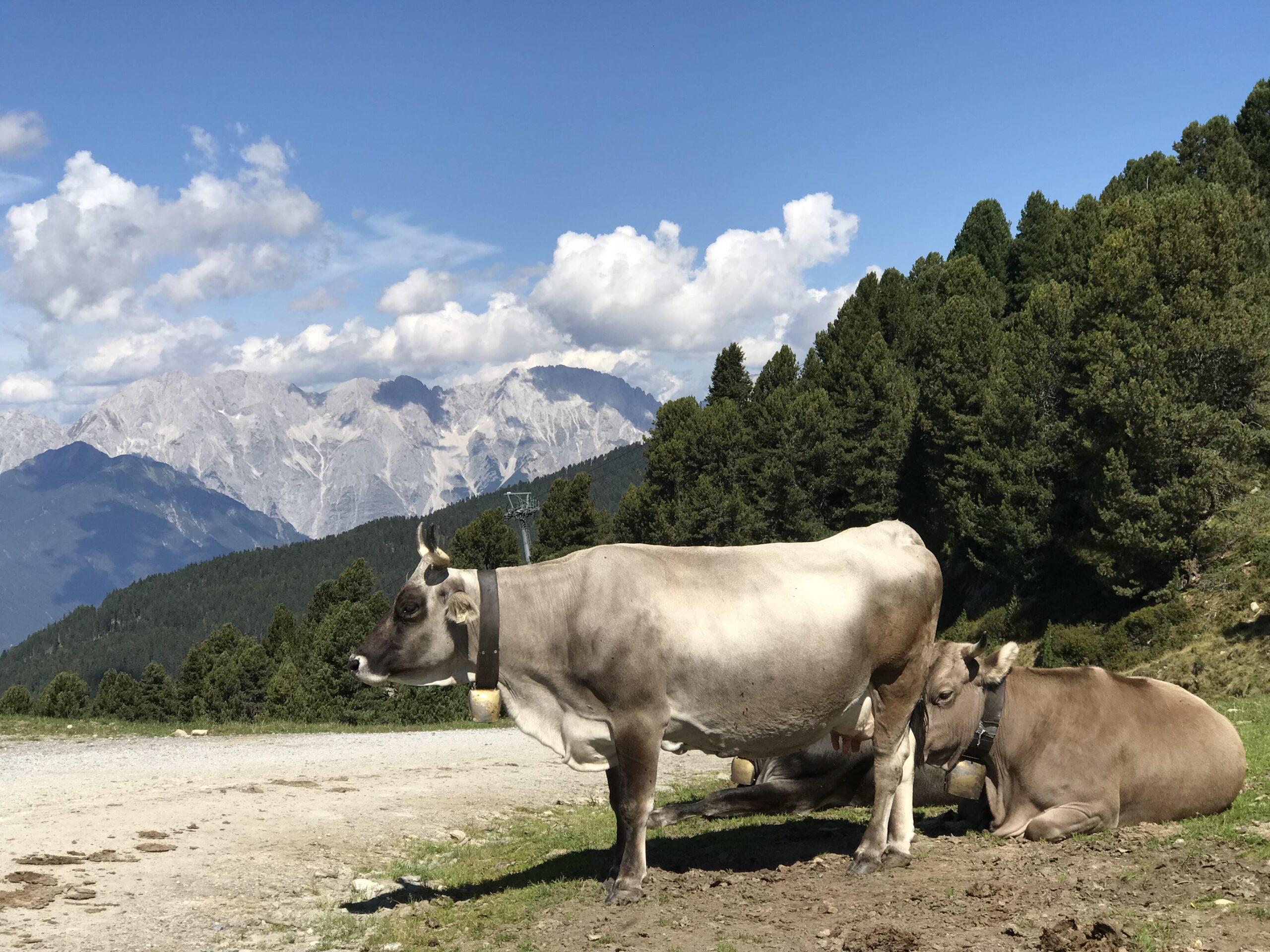 Alpejskie krowy na tle gór nad Umhausen Dwie alpejskie krowy na tle lasu i jasnych gór w Tyrolu nad Umhausen.