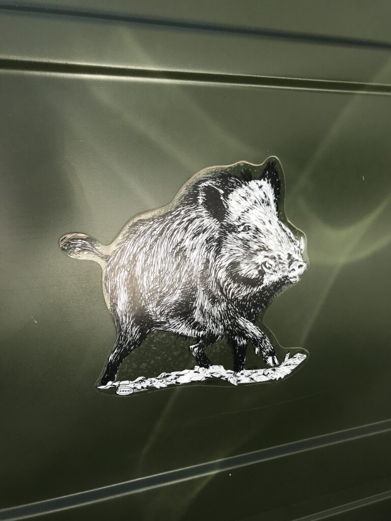 Dzik w Ammerschwihr, Francja Dzik w Ammerschwihr, Francja