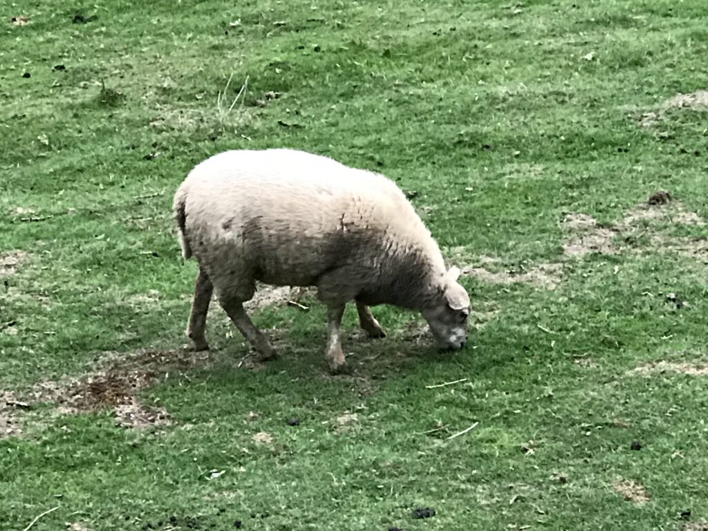 Sheep in Crupet