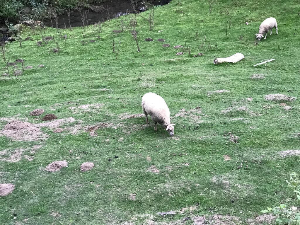 Sheep of Crupet