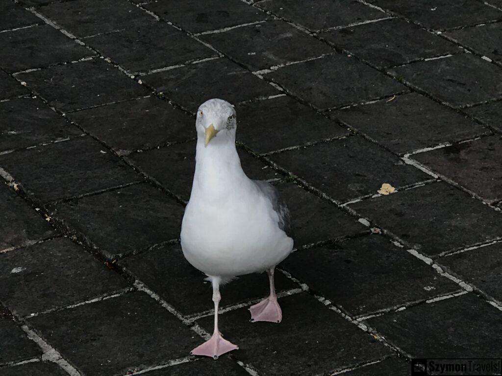 Mewa w Hadze Mewa w Hadze