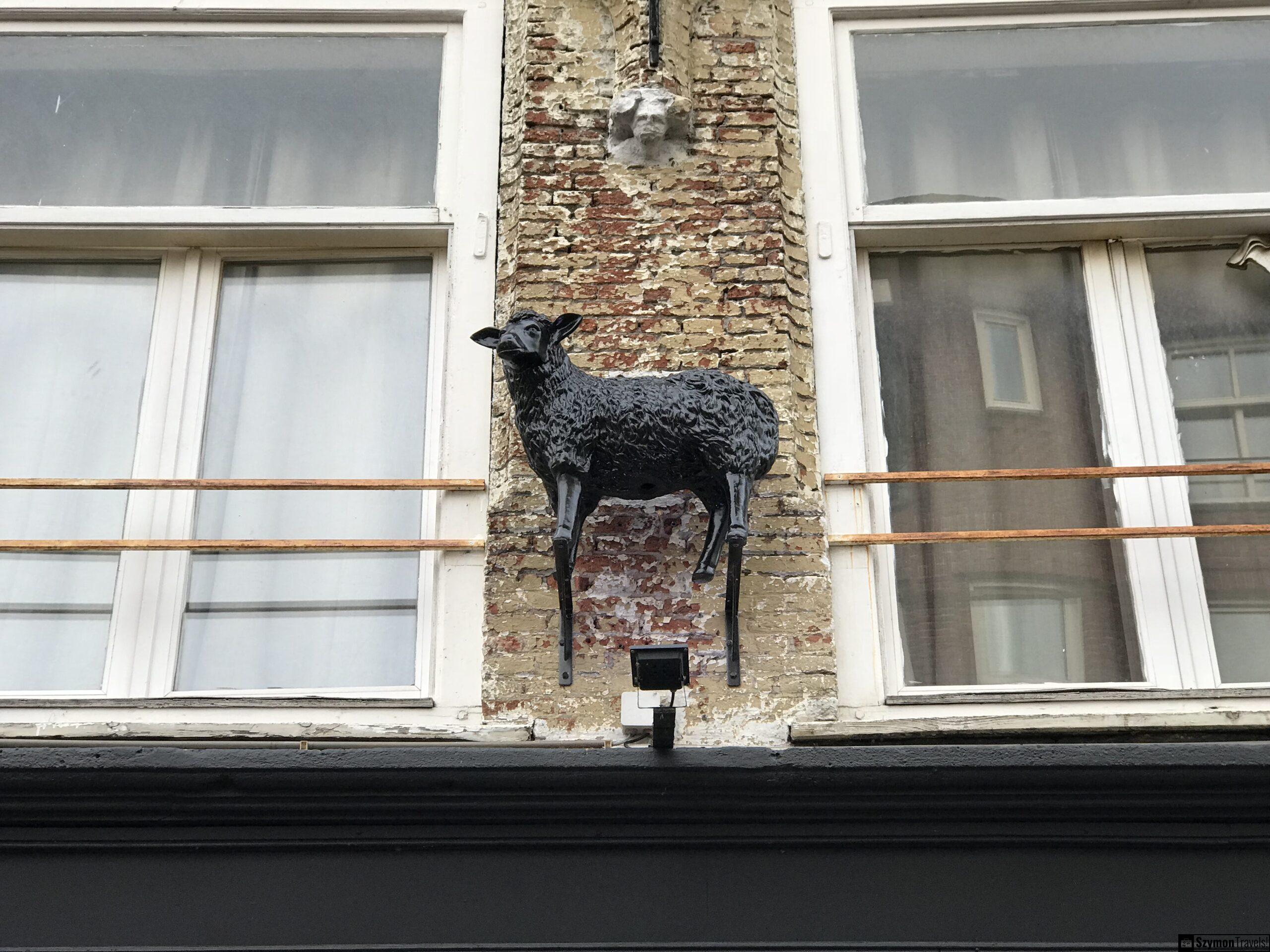 Czarna owca na fasadzie w Dordrecht Czarna figura owcy zawieszona na fasadzie budynku w Dordrecht między dwoma oknami, na tle starej cegły.