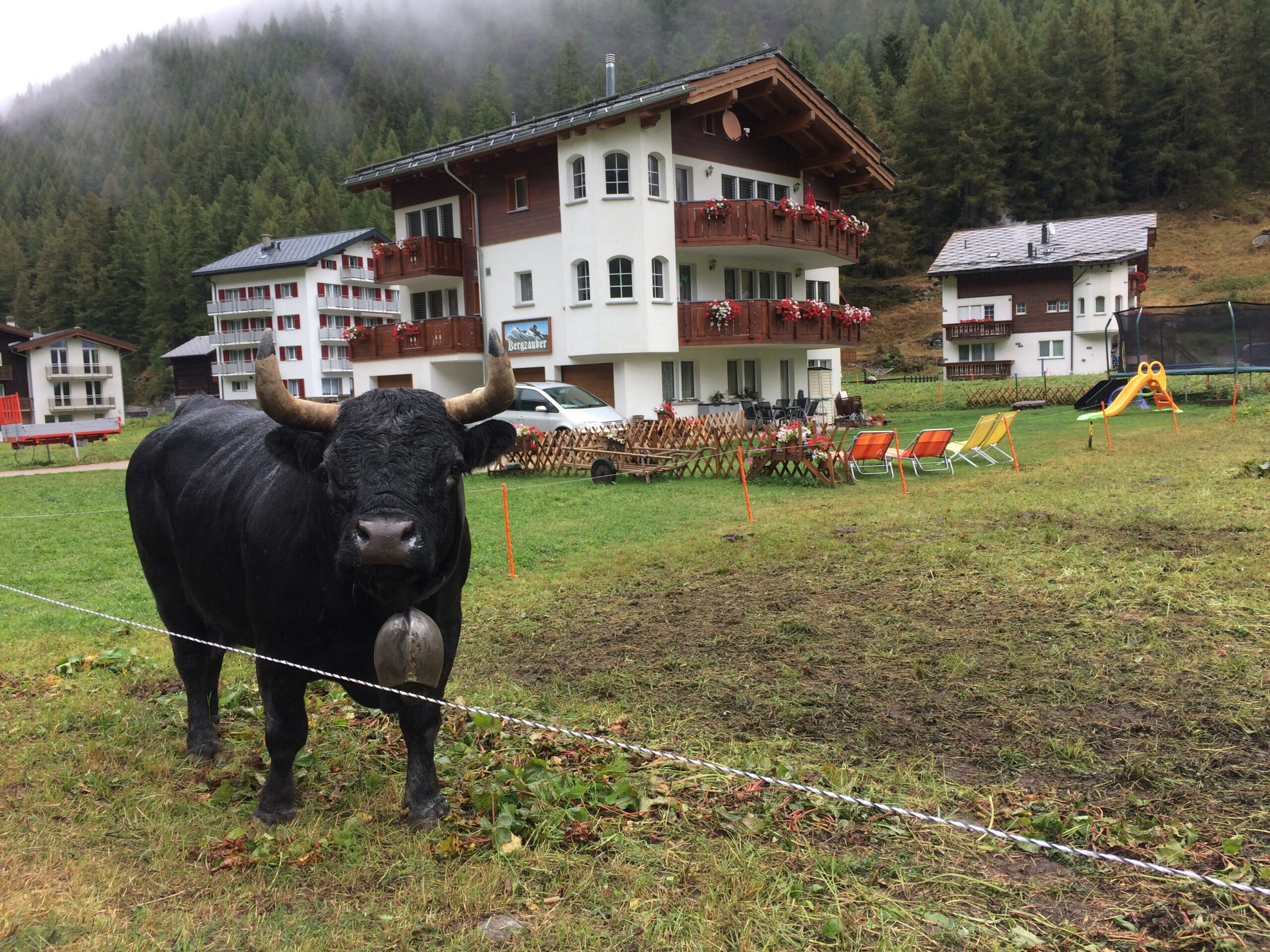 Czarna krowa z dzwonkiem na pastwisku w Saas-Grund, z hotelem lub pensjonatem Bergheimat i alpejskimi domami w tle.
