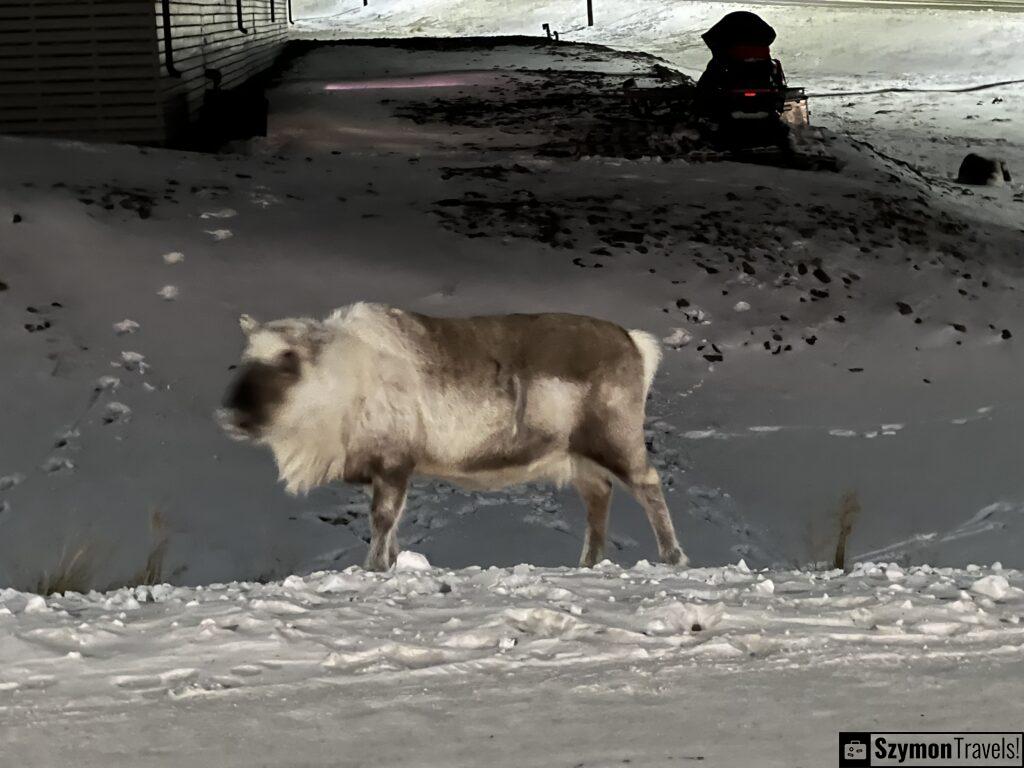 IMG_9804-1-1024x768 Renifer