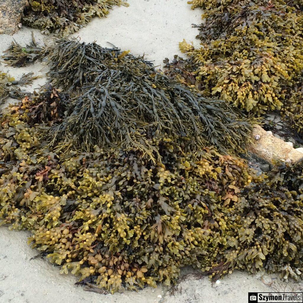 sea ??algae