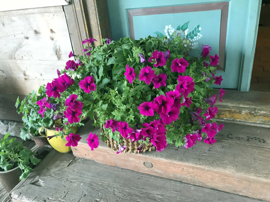 Mały Holender Żelichowo 11