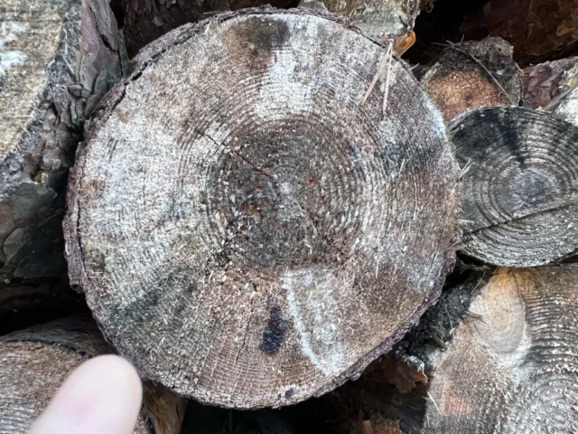 Wdzydze Kashubian open air museum 00014 Wdzydze Kashubian open air museum 00014