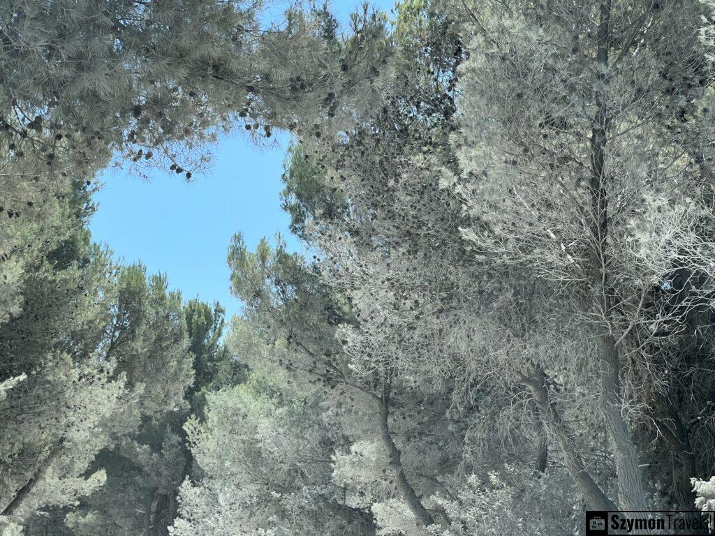 Drzewa pokryte pyłem