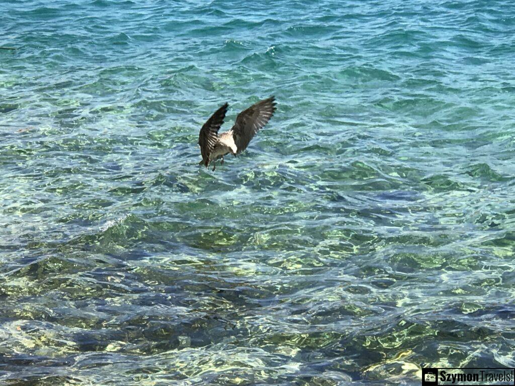 Primosten_8-1024x768 Sea bird