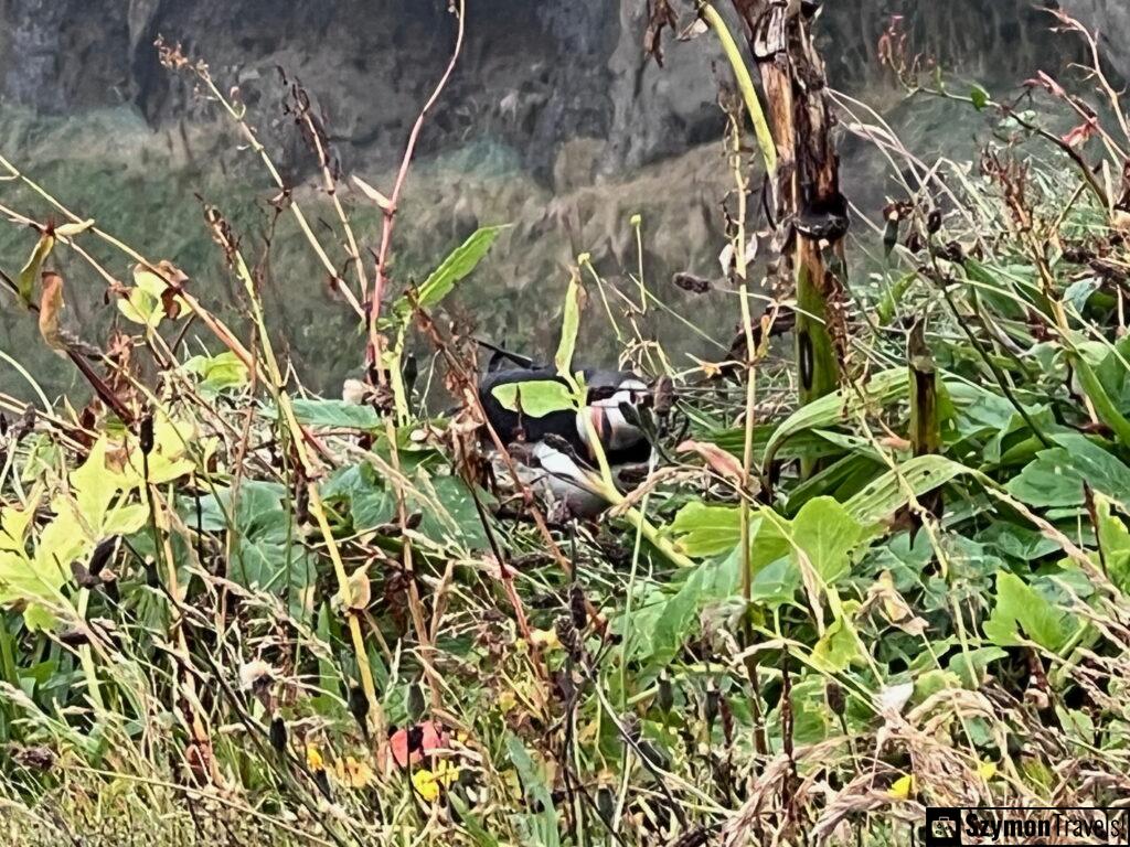 Maskonu  w zaroślach w Dyrhólaey