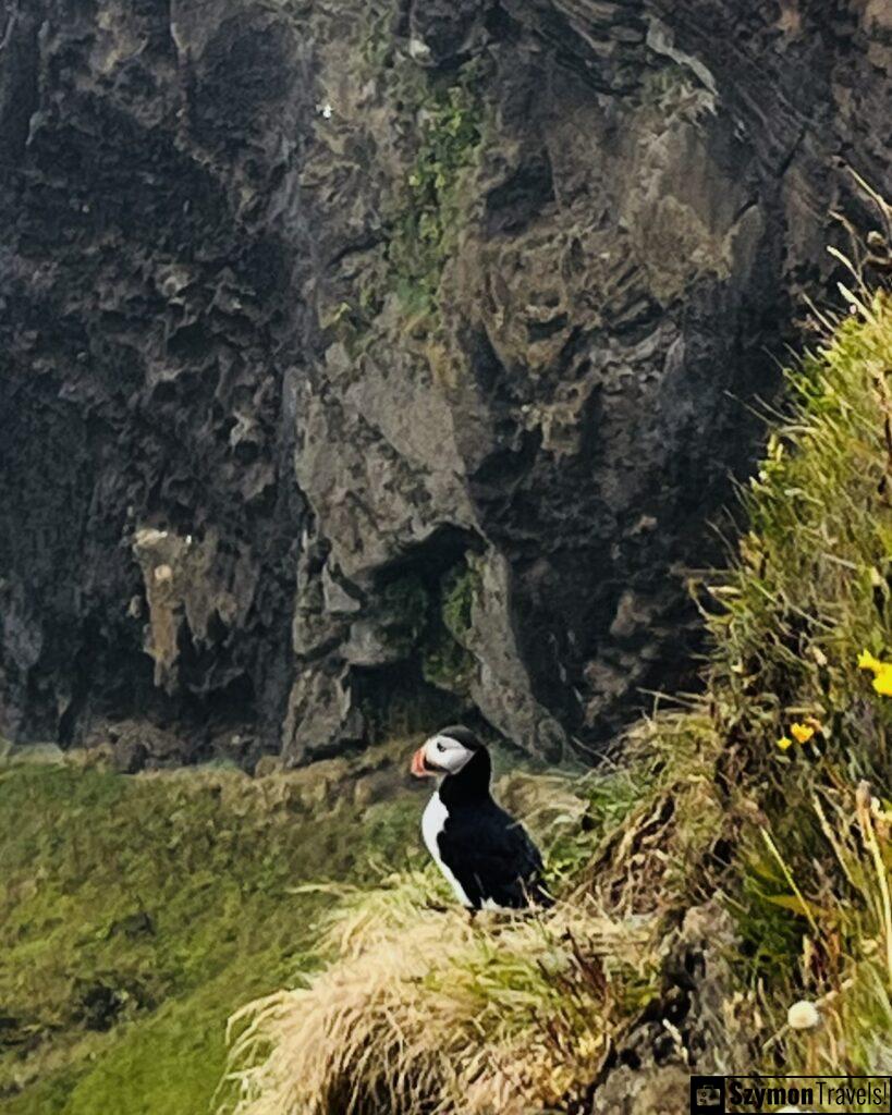 Puffin