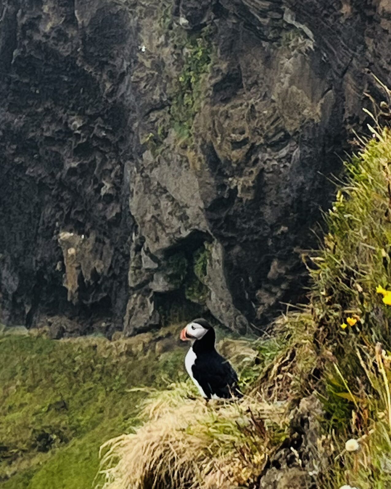 Maskonur na klifach Dyrhólaey, Islandia