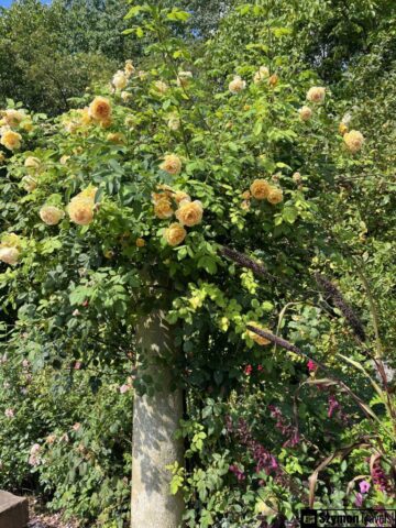 Park w Siedem Drzew Biskupice