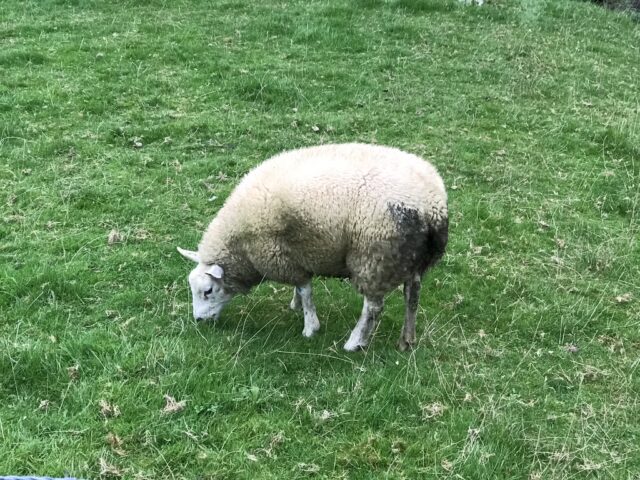 Owca w Crupet, Belgia Owca w Crupet, Belgia