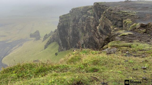 Maskonur na tle klifu w Dyrhólaey, Islandia