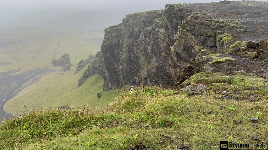 Maskonur na tle klifu w Dyrh&oacute;laey, Islandia