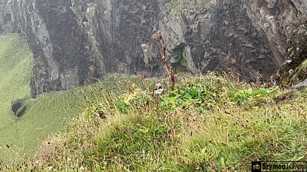 Maskonur w zaroślach w Dyrh&oacute;laey, Islandia