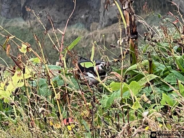 28Maskonur w Dyrhólaey, Islandia