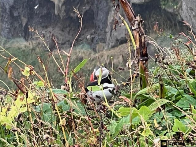 Maskonur w Dyrhólaey, Islandia