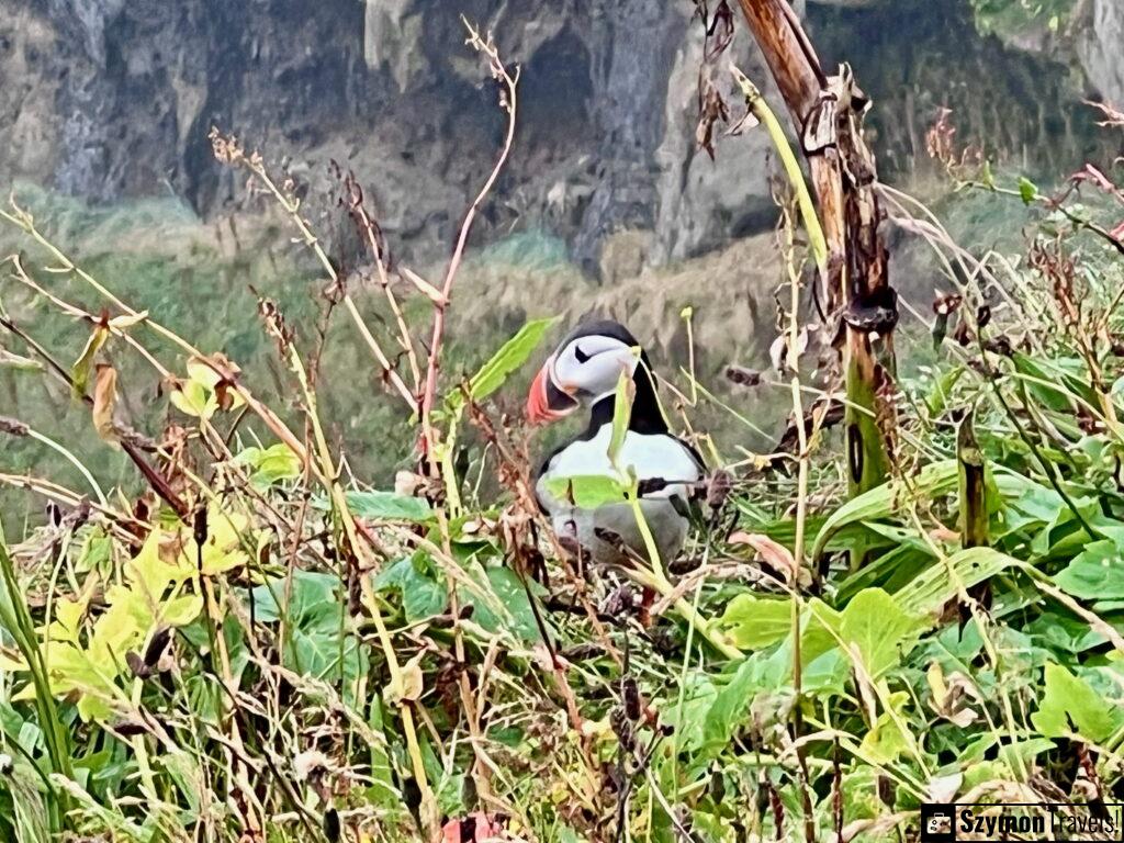 Maskonur w Dyrhólaey, Islandia