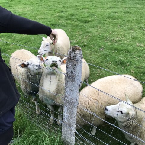 Owce w Crupet, Belgia Owce w Crupet, Belgia