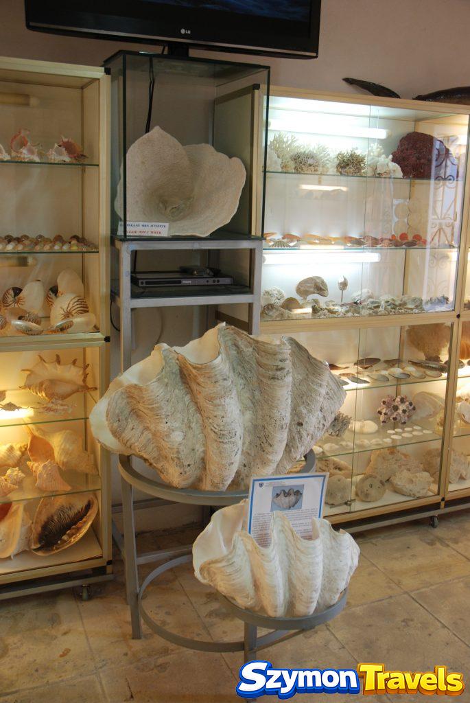 Wielkie muszle i kolekcja morskich okazów w Muzeum Morskim Krety w Chanii