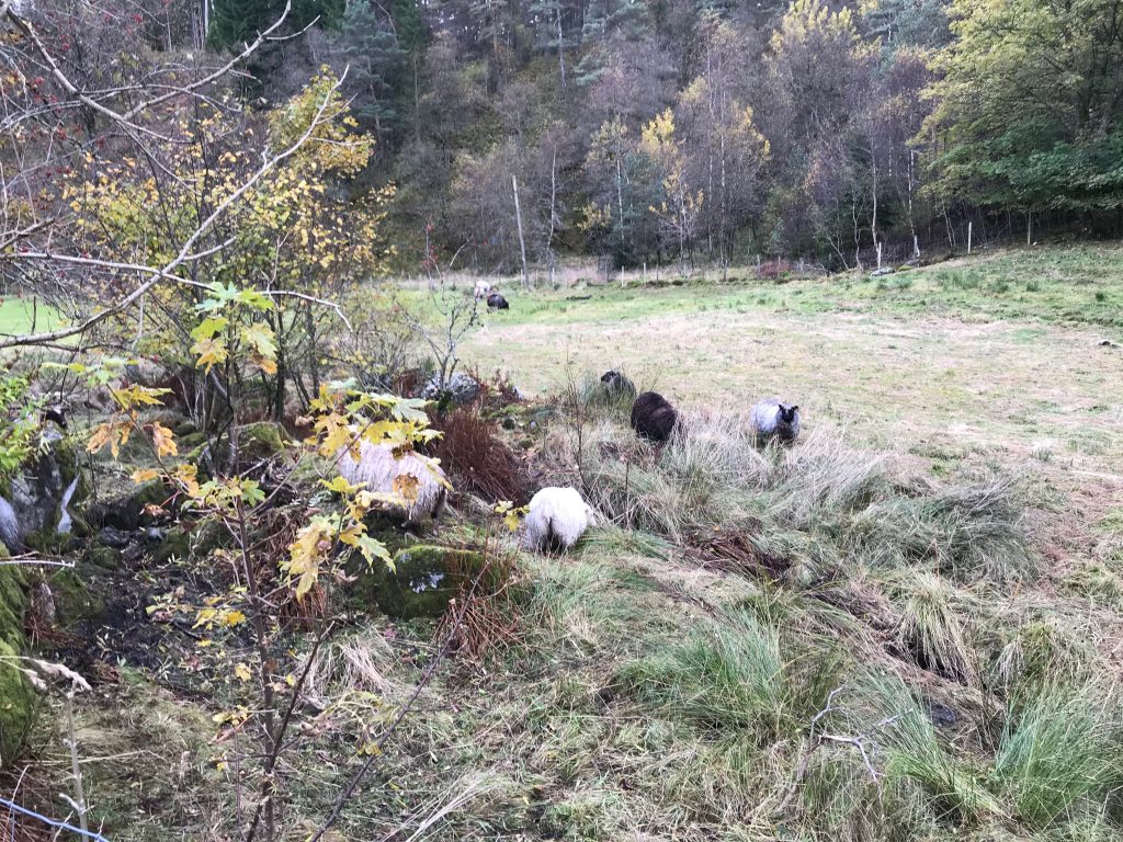 Owce na pastwisku przy lesie na Askøy Owce pasące się na mokrym zielonym pastwisku przy lesie na wyspie Askøy