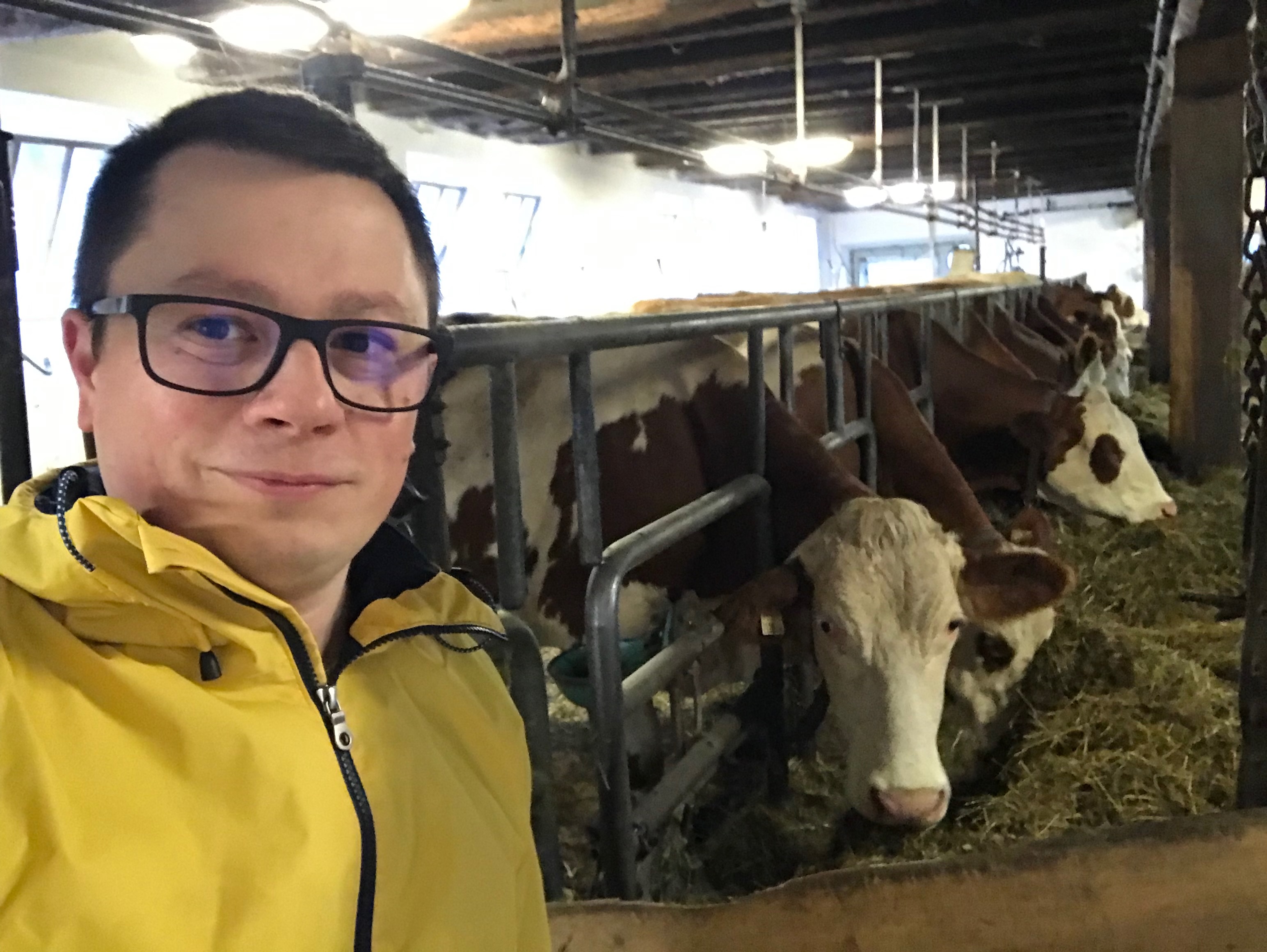 Szymon w oborze Gut Neusess przy krowach mlecznych podczas rodzinnych wakacji w Austrii